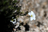 Zandkruid; Mountain Sandwort; Arenaria montana