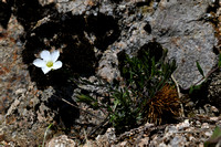 Zandkruid; Mountain Sandwort; Arenaria montana