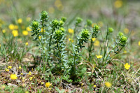 Zandwolfsmelk; Séguier's Spurge; Euphorbia seguieriana