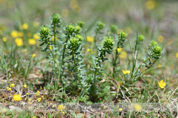 Zandwolfsmelk; Séguier's Spurge; Euphorbia seguieriana