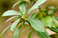 Zwart peperboompje; Spurge laurel; Daphne laureola