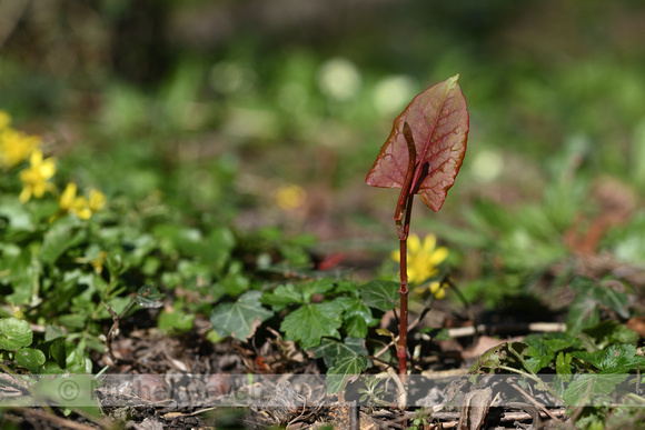 Japanse Duizendknoop; Japanese knotweed; Fallopia japonica