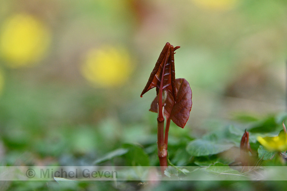 Japanse Duizendknoop; Japanese knotweed; Fallopia japonica