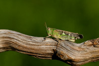 Slanke groenvleugel; Slender Green-winged Grasshopper; Aiolopus
