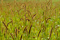 Grassenfamilie - Poaceae
