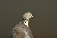 Houtduif; Wood Pigeon; Columba palumbus