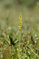 Honingorchis - Musk Orchid - Herminium monorchis