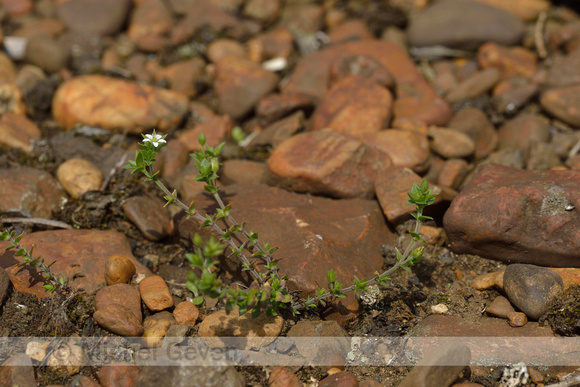 Gewone zandmuur; Thyme-leaved sandwort; Arenaria serpyllifolia