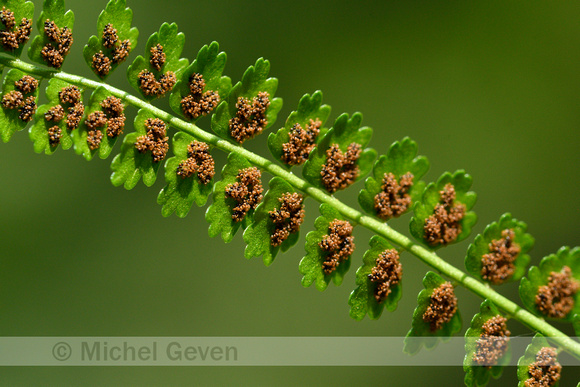 Groensteel; Green spleenwort; Asplenium viride