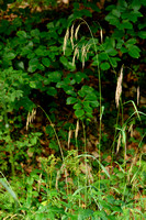 Ruwe Dravik; Hairy Brome; Bromopsis ramosa subsp. ramosa