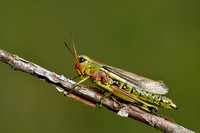 Moerassprinkhaan - Large marsh grasshopper - Stethophyma grossum