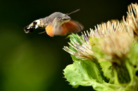 Kolibrievlinder - Hummingburd Hawk-moth - Macroglossum stellatarum