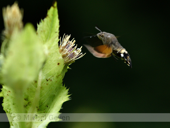 Kolibrievlinder; Humming-bird Hawk Moth; Macroglossum stellataru