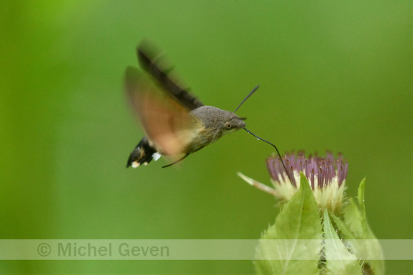 Kolibrievlinder; Humming-bird Hawk Moth; Macroglossum stellataru