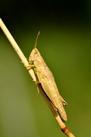 Gouden sprinkhaan - Large Golden Grasshopper - Chrysochraon dispar