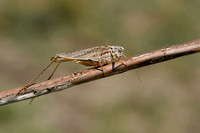 Duinsabelsprinkhaan; Grey Bush-cricket; Platycleis albopunctata