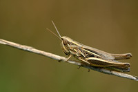Franse prairiesprinkhaan - Common Straw Grasshopper - Euchorthippus declivus