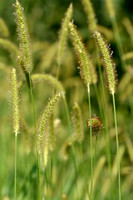 Geelrode naaldaar; Yellow Bristlegrass; Setaria pumila