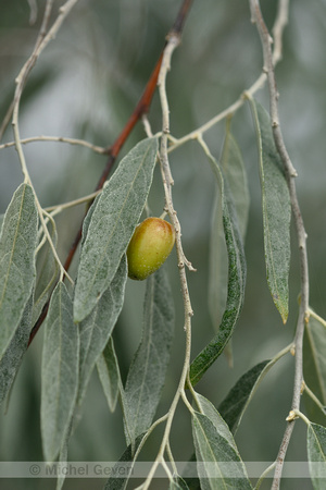 Smalbladige Olijfwilg; Russian olive; Elaeagnus angustifolia