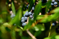 Steenlinde - Phillyrea angustifolia