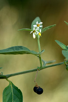 Tall Nightshade; Solanum chenopodioides