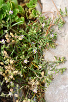 Zilte schijnspurrie; Salt sandspurry; Spergularia salina