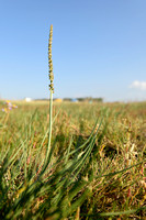 Schorrenzoutgras - Sea Arrowgrass - Triglochin maritima