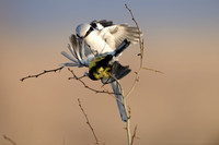 Klapekster; Great Grey Shrike; Lanius excubitor;