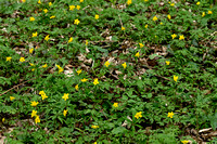 Gele anemoon; Yellow Anemone; Anemone ranunculoides