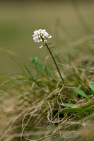 Zinkboerenkers; Noccaeae caerulescens; subsp. calaminare