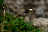 Zinkveldmuur; Spring sandwort; Sabulina verna subsp. hercynica