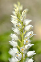 Wit Bosvogeltje; Cephalanthera damasonium;Narrow-Leaved Hellebor