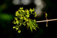 Noordse esdoorn; Norway Maple; Acer platanoides