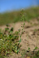 Doorgroeide boerenkers; Cotswold pennycress; Noccaea perfoliata