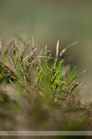 Aardzegge; Dwarf Sedge; Carex humilis