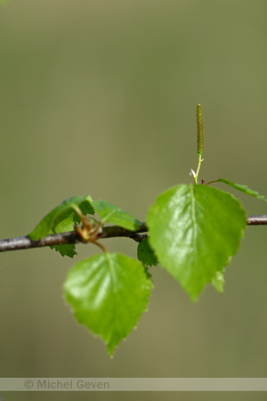 Ruwe berk; Silver Birch; Betula pendula