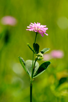 Perzische Klaver  - Persian Clover -  Trifolium resupinatum