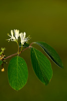 Rode kamperfoelie; Fly Honeysuckle; Lonicera xylosteum
