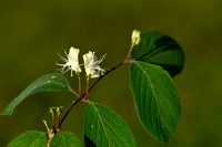 Rode kamperfoelie; Fly Honeysuckle; Lonicera xylosteum