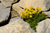 Gele Bergsteenbreek; Yellow Saxifrage; Saxifraga aizoides