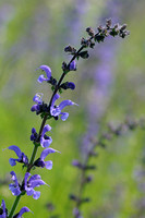 Veldsalie - Meadow Clary -  Salvia pratensis;