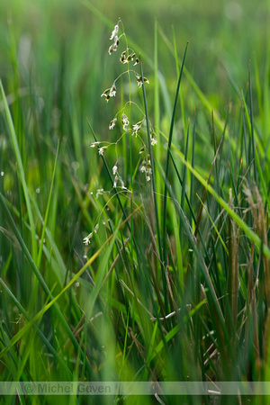 Veenreukgras; Holy Grass; Anthoxanthum nitens