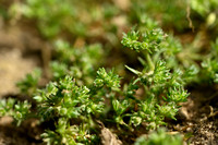 Kleine hardbloem; Scarce Annual Knawel; Scleranthus annuus subsp