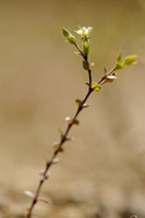 Gewone Zandmuur; Thyme-leaved Sandwort; Arenaria serpyllifolia;