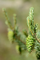 Bergden; Mountain pine; Pinus mugo;