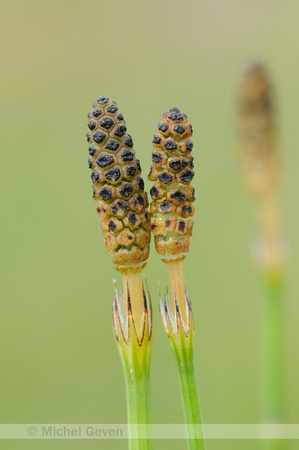 Lidrus; marsh horsetail; Equisetum palustre