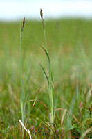 Knotszegge; Buxbaum's sedge; Carex buxbaumii
