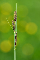 Knotszegge; Buxbaum's sedge; Carex buxbaumii