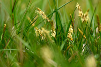 Geelgroene zegge; Yellow Sedge; Carex demissa