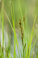 Elzenzegge; Elongated Sedge; Carex elongata